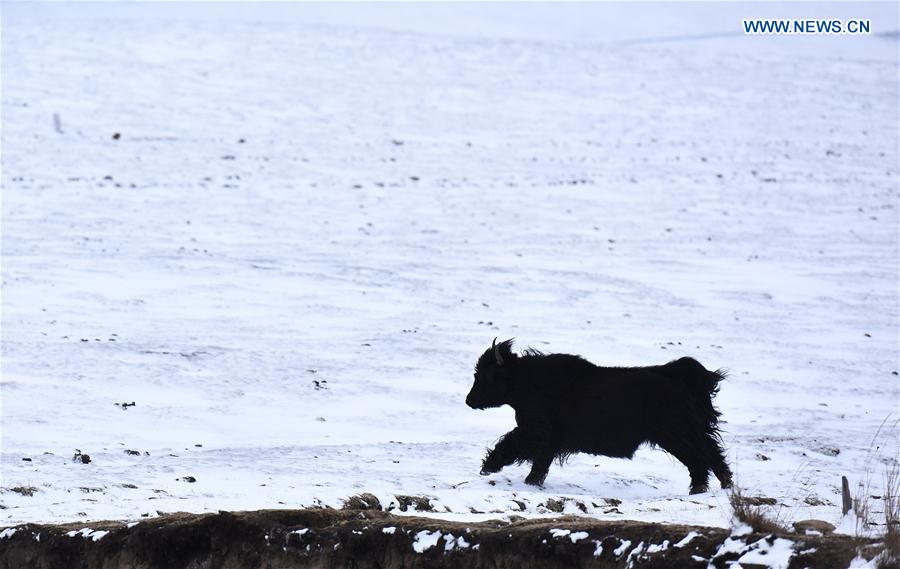 CHINA-QINGHAI-HAIYAN-YAK (CN)