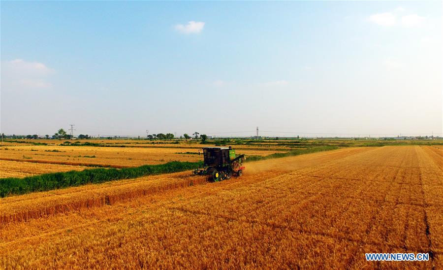 CHINA-HEBEI-WHEAT HARVEST (CN)