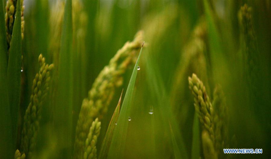 #CHINA-AUTUMN-FARM WORK (CN)