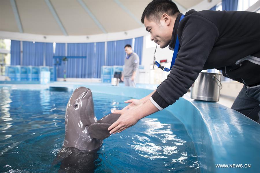 CHINA-HUBEI-FINLESS PORPOISE