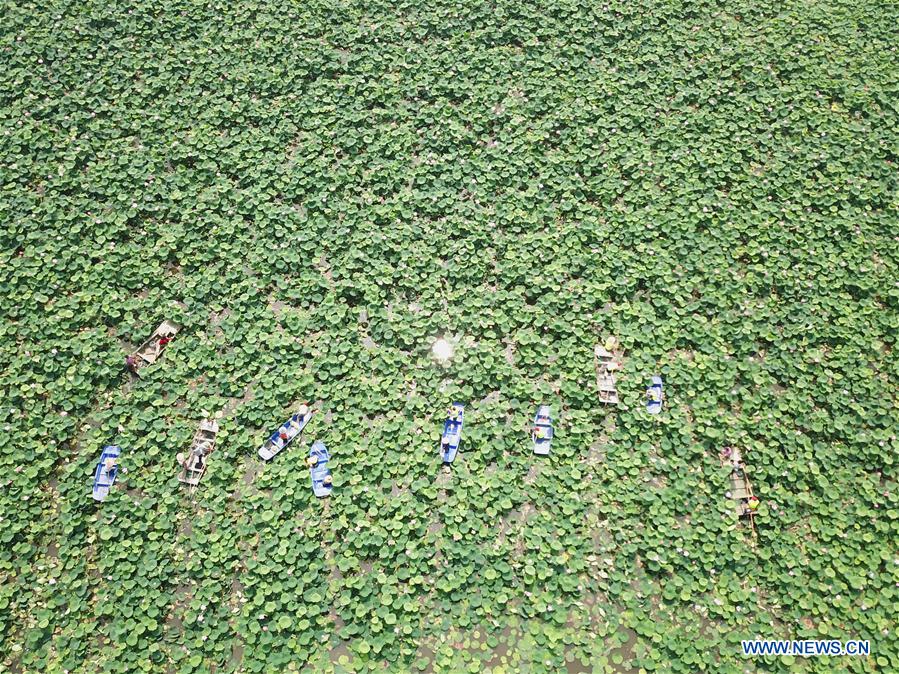 #CHINA-JIANGSU-SIHONG-LOTUS RHIZOME-HARVEST (CN)