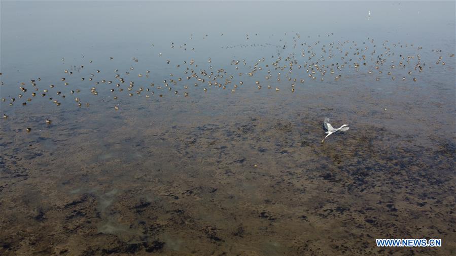 CHINA-ANHUI-SHENGJIN LAKE-MIGRANT BIRDS (CN)