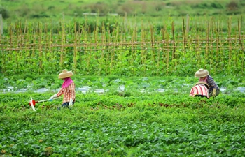 Farmers across China busy with farm work