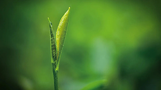 這片樹葉，改變了世界！