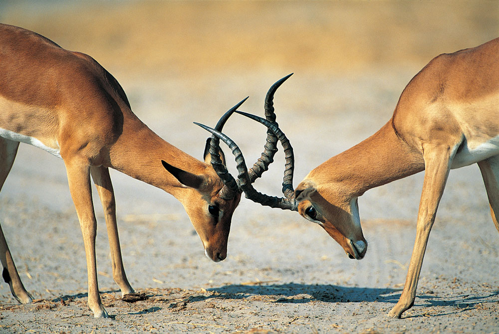 方正集團(tuán)三高管接受調(diào)查 方正、政泉纏斗始末