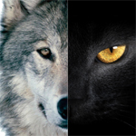 探針 | 2016：雙極，雙11