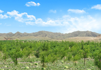 形成農林牧、生態(tài)濕地等非主營業(yè)務