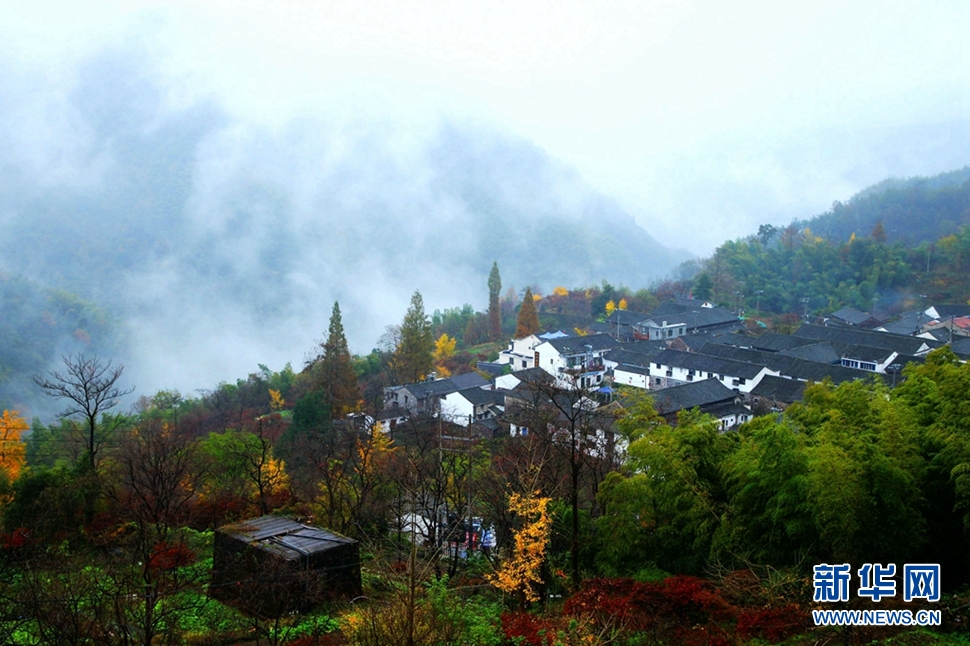 踏雨尋秋醉柿林