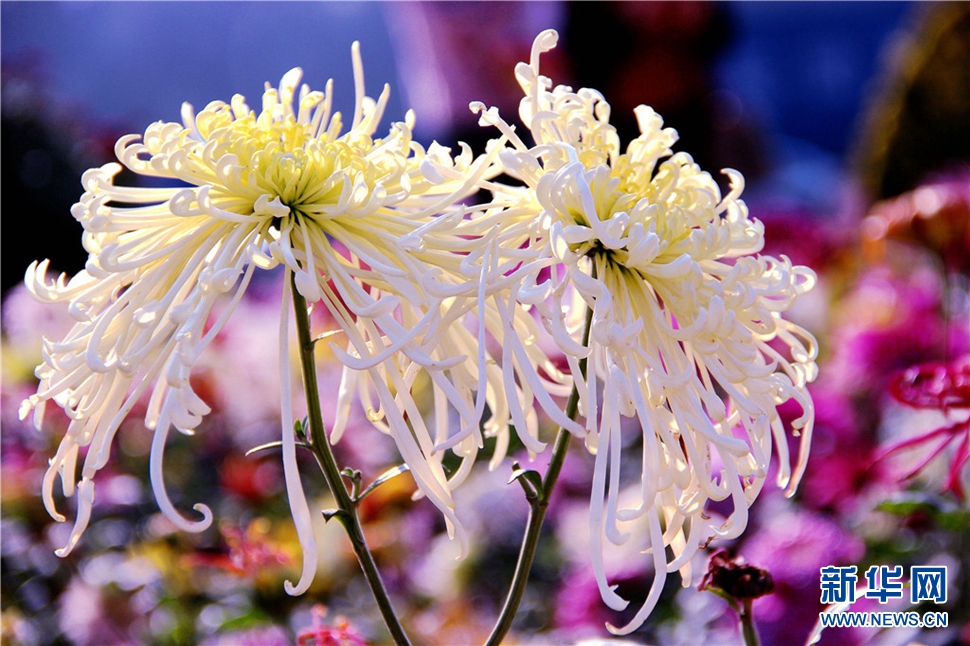 金秋時(shí)節(jié)，菊潤(rùn)車城