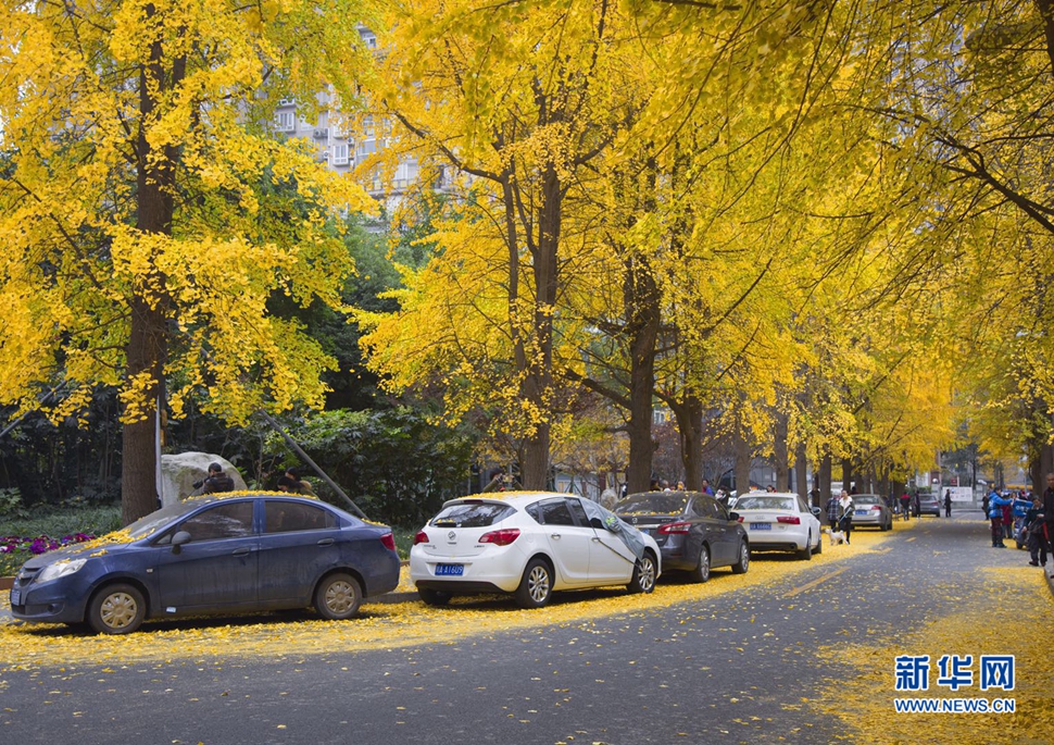 冬日暖陽，成都的銀杏已滿地