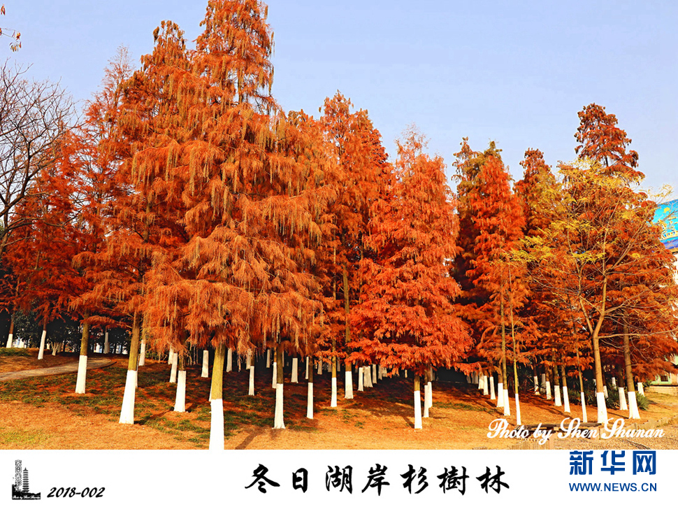 冬日湖岸杉樹林