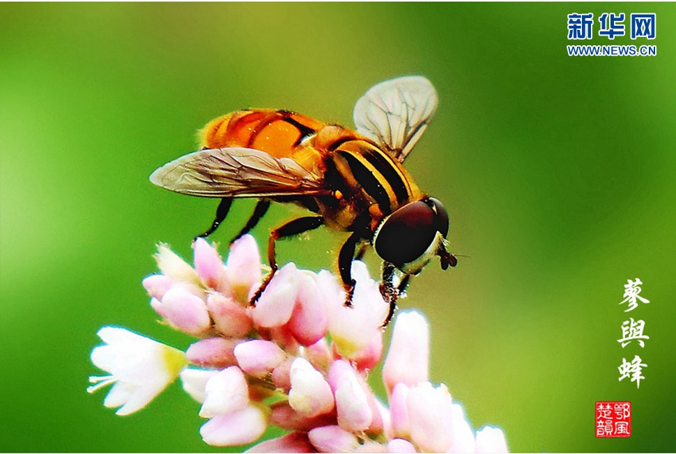 蓼與蜂、蜘蛛