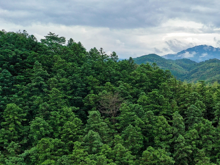&ldquo;一顆杉木做到底&rdquo;洋口林場杉木育種科研團隊