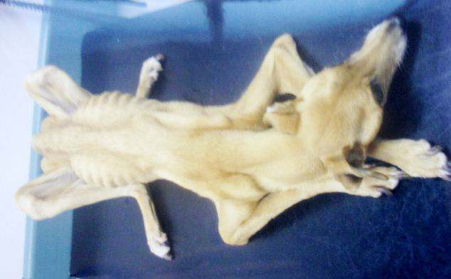 英寵物狗遭虐待無(wú)奈被&ldquo;安樂死&rdquo;【圖】