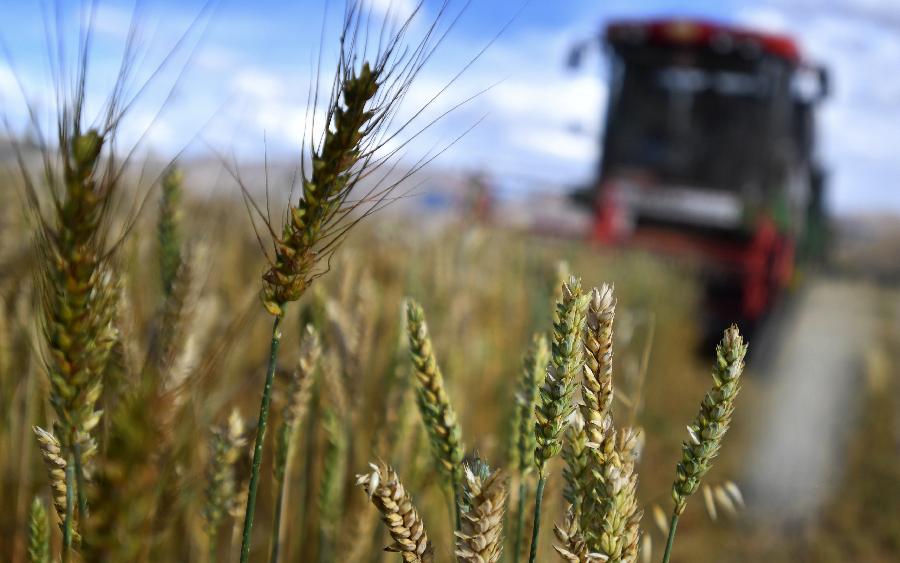 豐收的喜悅！看，各地秋收忙