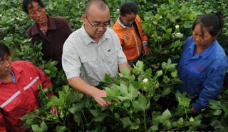 盧懷玉：當棉農(nóng)的感覺挺好！