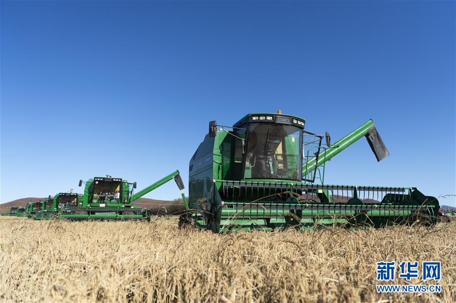 （社會(huì)）（2）&ldquo;北大荒&rdquo;秋收忙