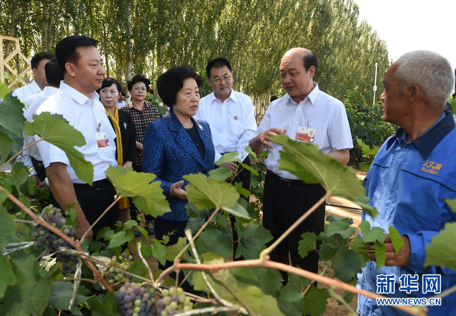 8月9日，中共中央政治局委員、中央統(tǒng)戰(zhàn)部部長(zhǎng)、中央代表團(tuán)副團(tuán)長(zhǎng)孫春蘭率中央代表團(tuán)三分團(tuán)，先后赴內(nèi)蒙古自治區(qū)烏海市、阿拉善盟看望各族干部群眾。這是孫春蘭在烏海市漢森酒業(yè)集團(tuán)的葡萄種植園了解葡萄種植情況。新華社記者 任軍川 攝