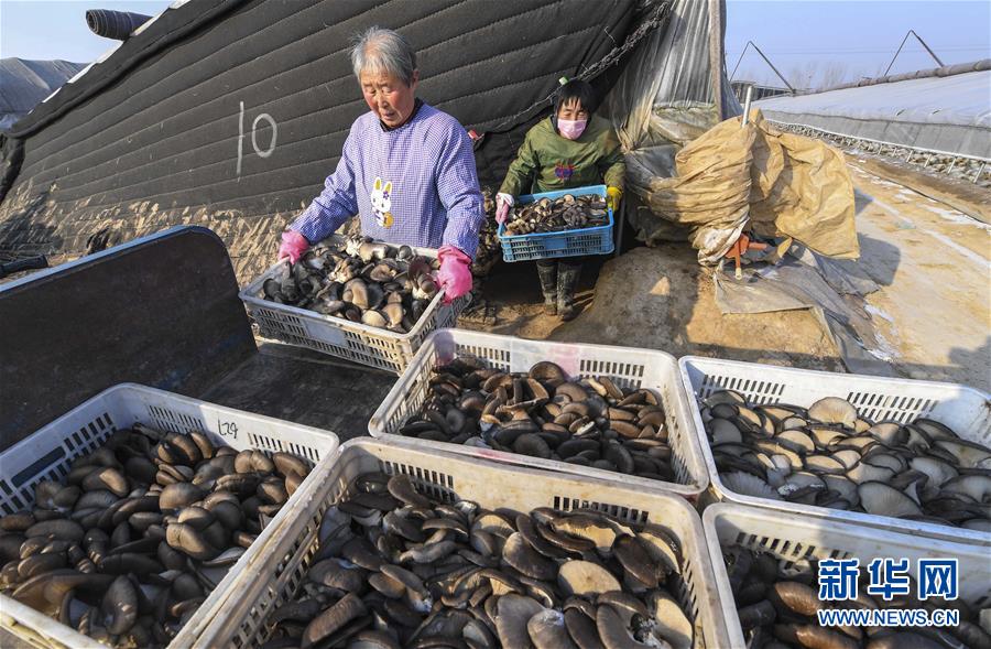 （經濟）（2）河北武強：小蘑菇做成扶貧大產業(yè)