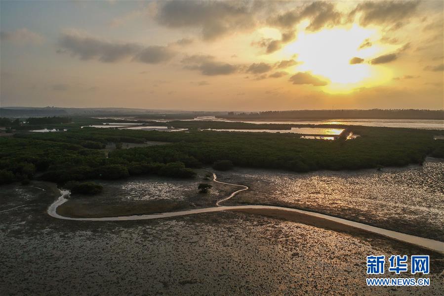 （圖文互動(dòng)）（1）十年樹木、紅樹成林&mdash;&mdash;&ldquo;海上森林&rdquo;回歸記