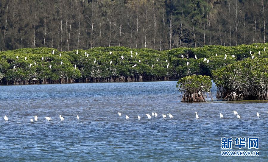 （圖文互動(dòng)）（2）十年樹(shù)木、紅樹(shù)成林&mdash;&mdash;&ldquo;海上森林&rdquo;回歸記