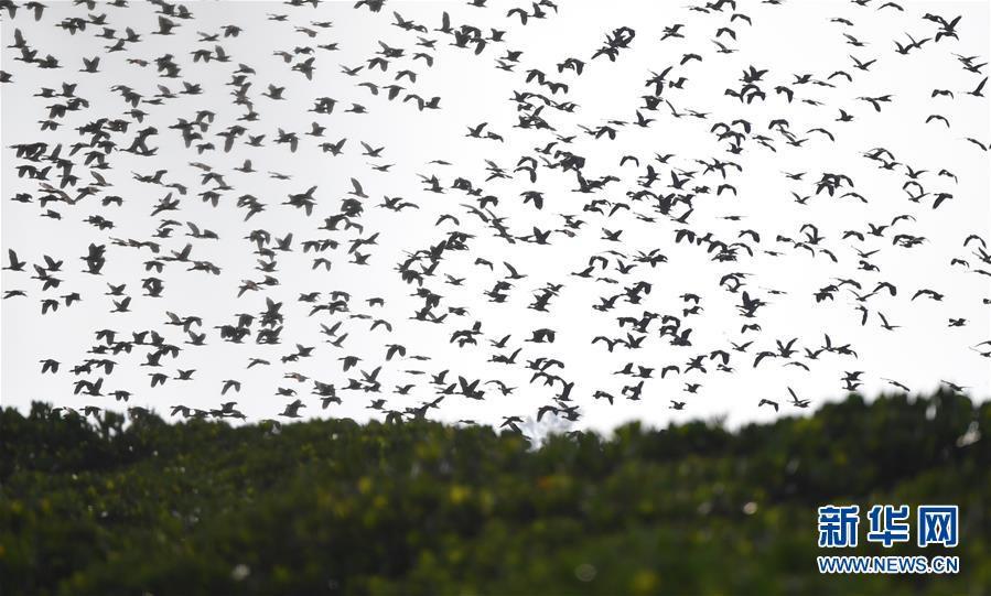 （圖文互動）（3）十年樹木、紅樹成林&mdash;&mdash;&ldquo;海上森林&rdquo;回歸記