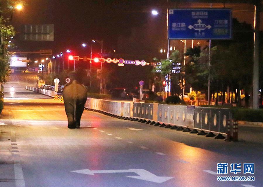 （社會）云南普洱鬧市區(qū)上演&ldquo;象出沒&rdquo;