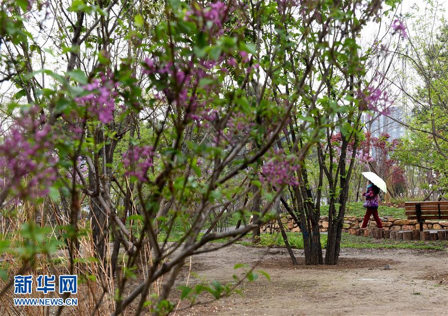 （在習(xí)近平新時代中國特色社會主義思想指引下&mdash;&mdash;新時代新氣象新作為&middot;新華全媒頭條&middot;圖文互動）（4）最濃是這中國紅&mdash;&mdash;北京市西城區(qū)弘揚紅墻意識深化改革發(fā)展紀實