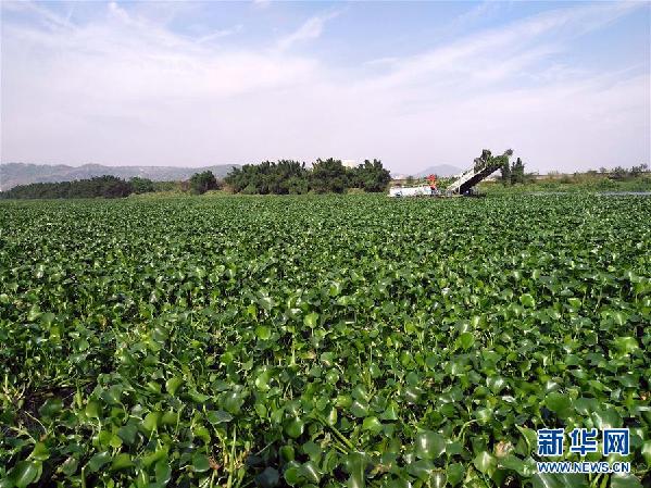 （圖文互動）（4）&ldquo;白練&rdquo;變&ldquo;黑龍&rdquo;，江河變&ldquo;草原&rdquo;－－粵東母親河為何污染20多年難治理？