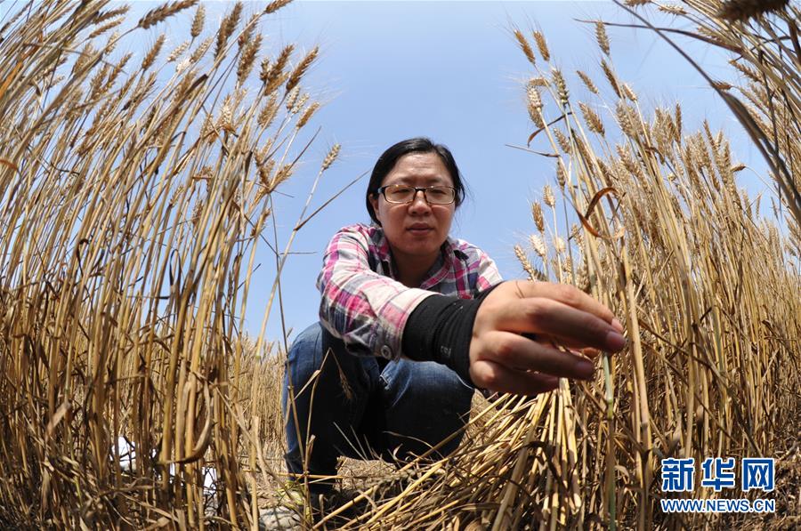 (經(jīng)濟(jì))(4)把脈“渤海糧倉”促增產(chǎn)