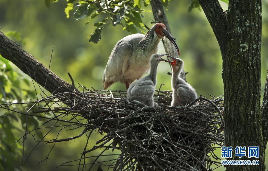 （壯闊東方潮 奮進(jìn)新時代&mdash;&mdash;慶祝改革開放40年）（7）美麗中華大地書寫綠色傳奇