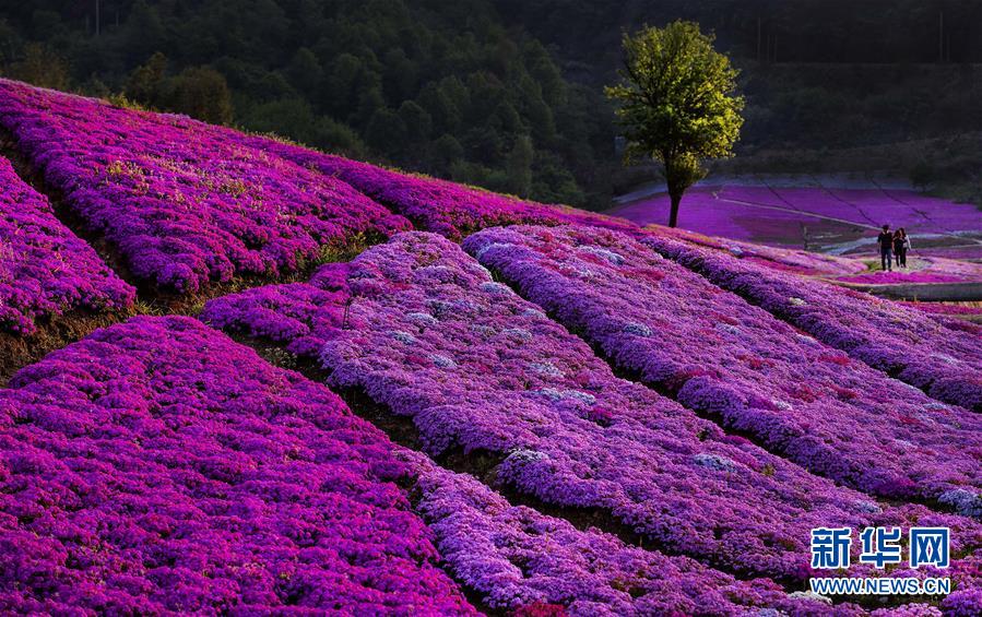 （壯闊東方潮 奮進(jìn)新時(shí)代&mdash;&mdash;慶祝改革開放40年）（9）美麗中華大地書寫綠色傳奇