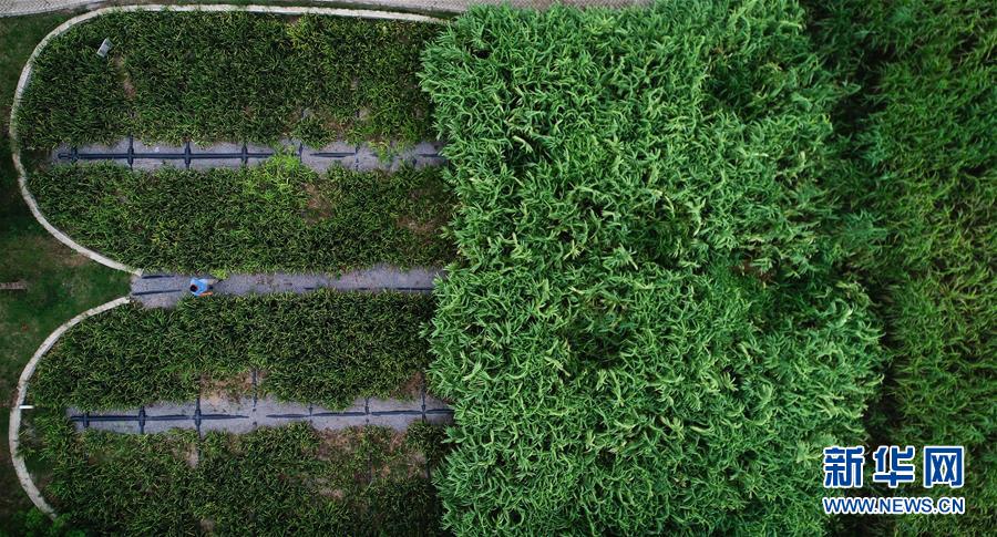 （在習(xí)近平新時代中國特色社會主義思想指引下&mdash;&mdash;新時代新作為新篇章&middot;圖文互動）（3）稀奇！治污濕地成了休閑公園&mdash;&mdash;江蘇蘇州全域推進(jìn)農(nóng)村生活污水治理