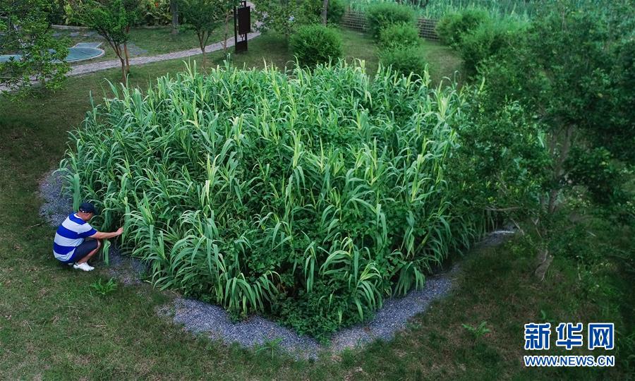 （在習(xí)近平新時代中國特色社會主義思想指引下&mdash;&mdash;新時代新作為新篇章&middot;圖文互動）（4）稀奇！治污濕地成了休閑公園&mdash;&mdash;江蘇蘇州全域推進(jìn)農(nóng)村生活污水治理