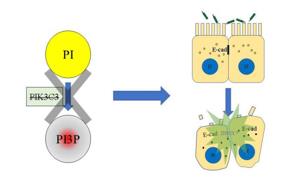 PI3P缺失導(dǎo)致上皮細(xì)胞連接破壞，最終招募中性粒細(xì)胞，發(fā)生急性炎癥