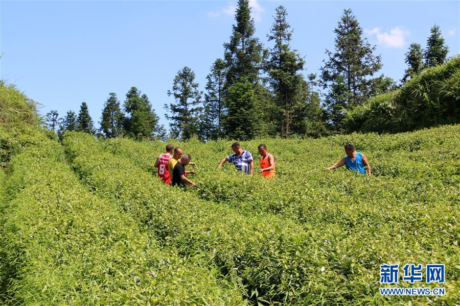 (新華全媒頭條·圖文互動(dòng))(1)安吉白茶奔向扶貧一線——浙江黃杜村農(nóng)民黨員先富幫后富向貧困地區(qū)捐贈(zèng)“扶貧苗”
