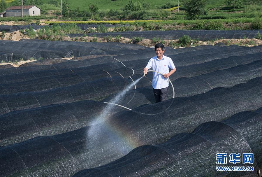 (新華全媒頭條·圖文互動(dòng))(6)安吉白茶奔向扶貧一線——浙江黃杜村農(nóng)民黨員先富幫后富向貧困地區(qū)捐贈(zèng)“扶貧苗”