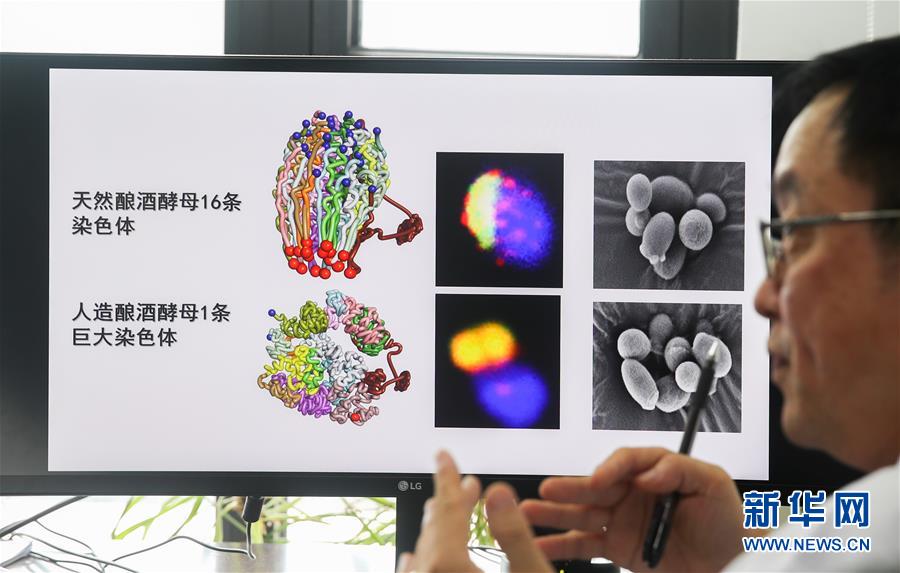 （新華全媒頭條&middot;圖文互動）（3）人造單條染色體真核細(xì)胞問世　我國開啟合成生物學(xué)研究新時代