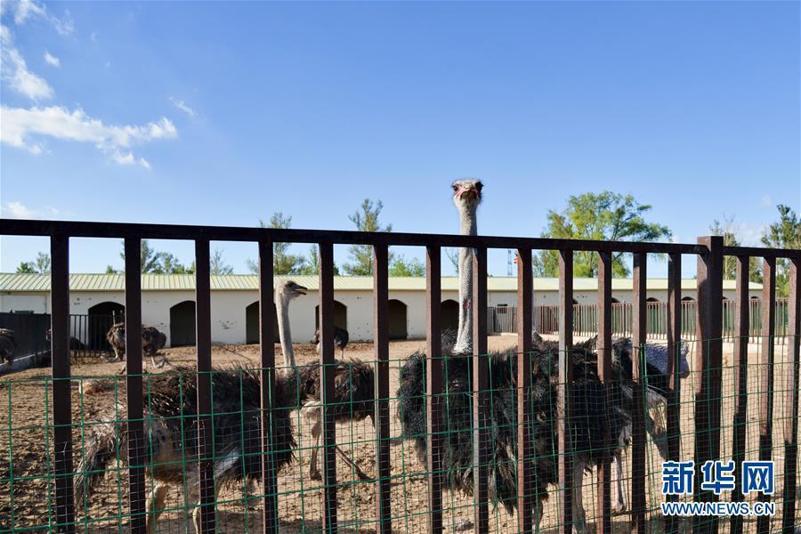 （在習(xí)近平新時(shí)代中國(guó)特色社會(huì)主義思想指引下&mdash;&mdash;新時(shí)代新作為新篇章&middot;圖文互動(dòng)）（1）庫(kù)布其競(jìng)相演繹&ldquo;點(diǎn)沙成金&rdquo;傳奇