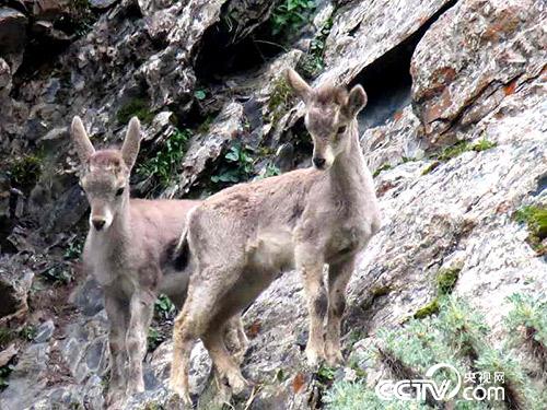 久美扎西拍攝的野生動(dòng)物。