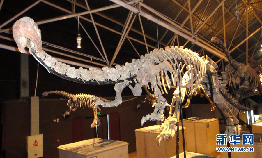（圖文互動(dòng)）（1）云南祿豐發(fā)現(xiàn)基干蜥腳型類恐龍新屬種&ldquo;孫氏彝州龍&rdquo;