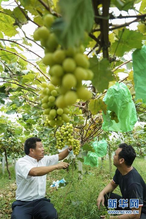 (豐收的味道·圖文互動)(2)露濃壓架葡萄熟——江蘇灌南縣葡萄產(chǎn)業(yè)“變身記”