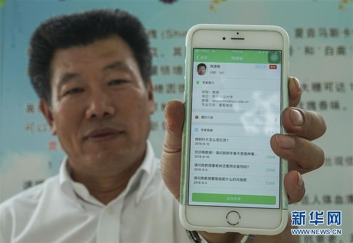 (豐收的味道·圖文互動)(3)露濃壓架葡萄熟——江蘇灌南縣葡萄產(chǎn)業(yè)“變身記”