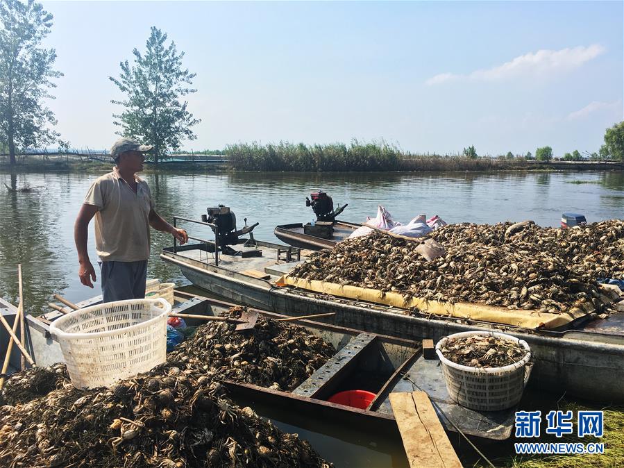 （新華視點(diǎn)&middot;圖文互動(dòng)）（1）上游洪水來襲下游魚蟹死亡，泄洪為何變泄污？
