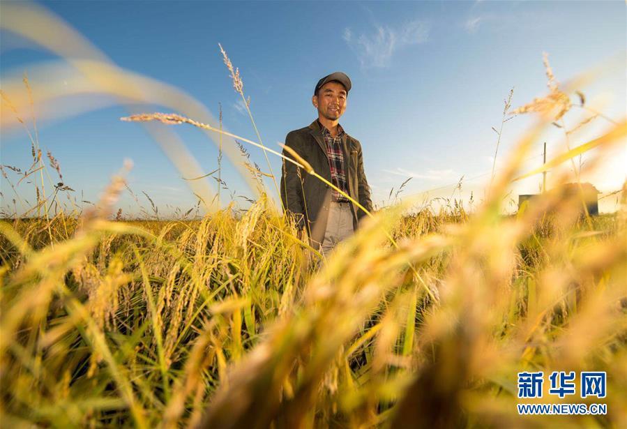 （豐收的味道）（圖文互動(dòng)）（2）稻人有道&mdash;&mdash;種糧大戶李學(xué)明的十余年堅(jiān)守