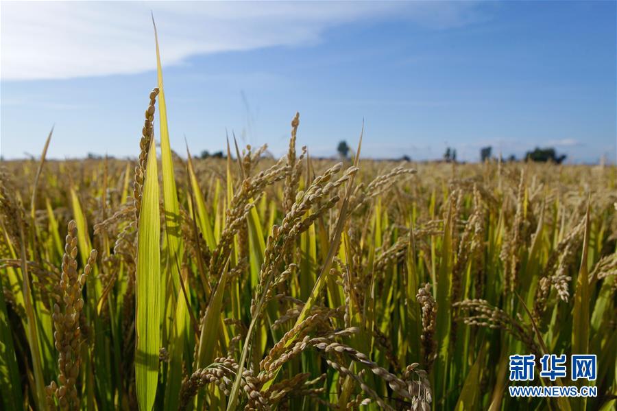 （豐收的味道&middot;圖文互動）（2）產(chǎn)糧大縣的&ldquo;豐收表情&rdquo;&mdash;&mdash;吉林水稻主產(chǎn)區(qū)輝南走訪見聞