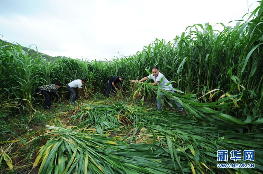 （在習(xí)近平新時(shí)代中國特色社會(huì)主義思想指引下&mdash;&mdash;新時(shí)代新作為新篇章&middot;圖文互動(dòng)）（6）三年村干部 一世農(nóng)村情&mdash;&mdash;記貴州石阡農(nóng)村扶貧干部