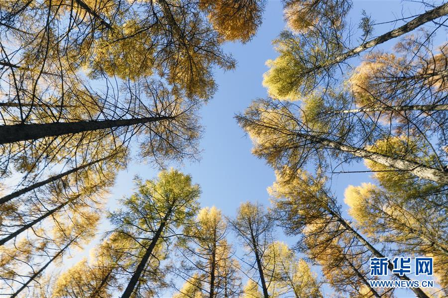 （新華全媒頭條&middot;圖文互動(dòng)）（9）那一抹綠色，走進(jìn)越來(lái)越多人心里&mdash;&mdash;河北塞罕壩續(xù)寫(xiě)新時(shí)代綠色傳奇