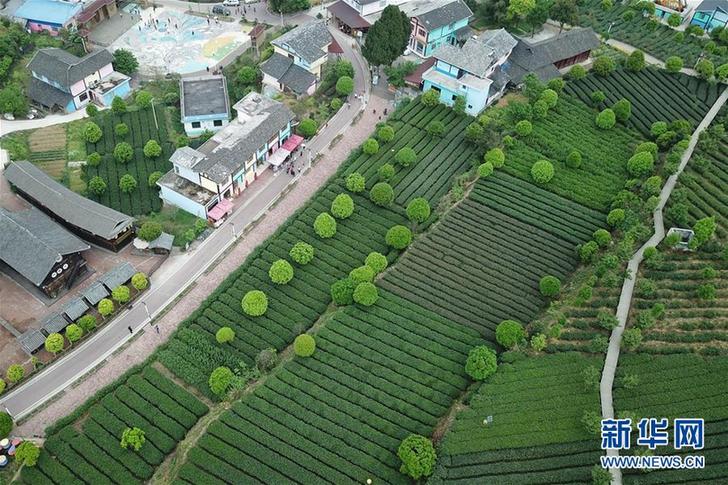 （百城百縣百企調(diào)研行&middot;圖文互動(dòng)）（2）貴州湄潭：綠浪淘心 茶富萬(wàn)民