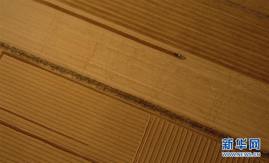 (百城百縣百企調(diào)研行·圖文互動)(2)海南農(nóng)墾:農(nóng)業(yè)“國家隊”打贏改革“翻身仗”